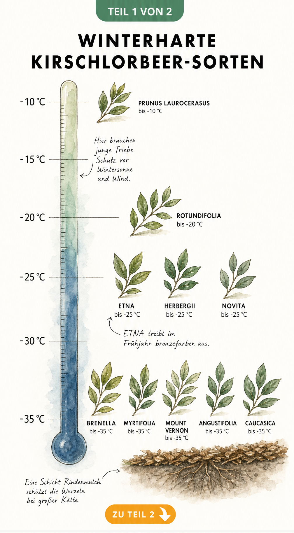 Botanische Skala der Frosthärte verschiedener Kirschlorbeer-Sorten von -15 bis -35 Grad Celsius