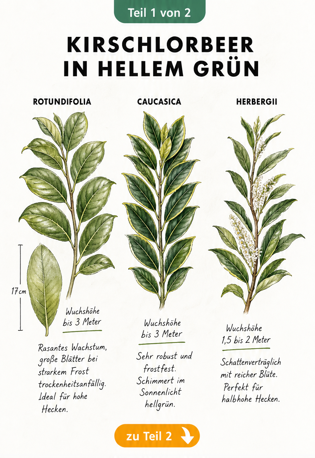 Botanische Illustration von drei Kirschlorbeer-Sorten: Rotundifolia, Caucasica und Herbergii im Vergleich