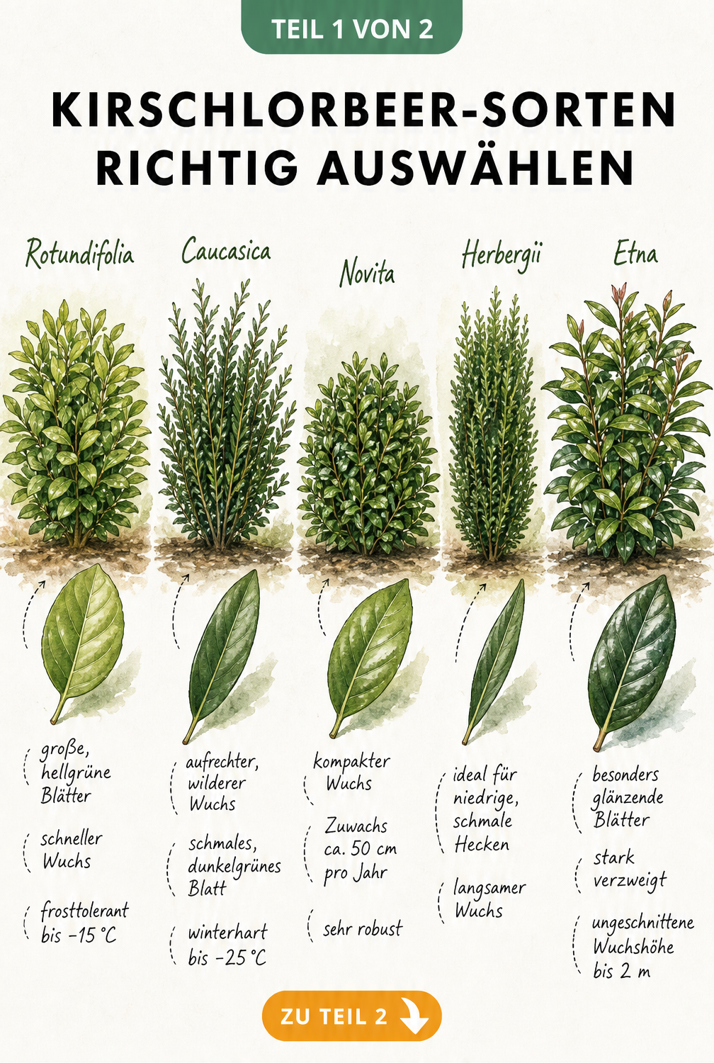 Illustration von fünf Kirschlorbeer-Sorten mit Blättern und Wuchseigenschaften
