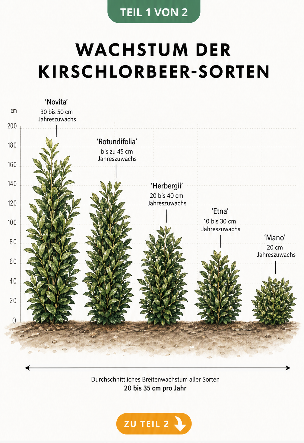 Illustration von fünf Kirschlorbeer-Sorten im Vergleich ihrer jährlichen Wachstumsgeschwindigkeit von 20 bis 50 Zentimetern