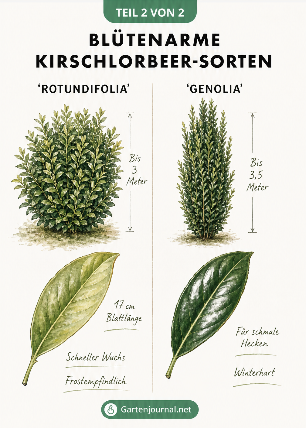 Gegenüberstellung der Kirschlorbeer-Sorten Rotundifolia und Genolia mit Wuchsform, Blattgröße und Eigenschaften.
