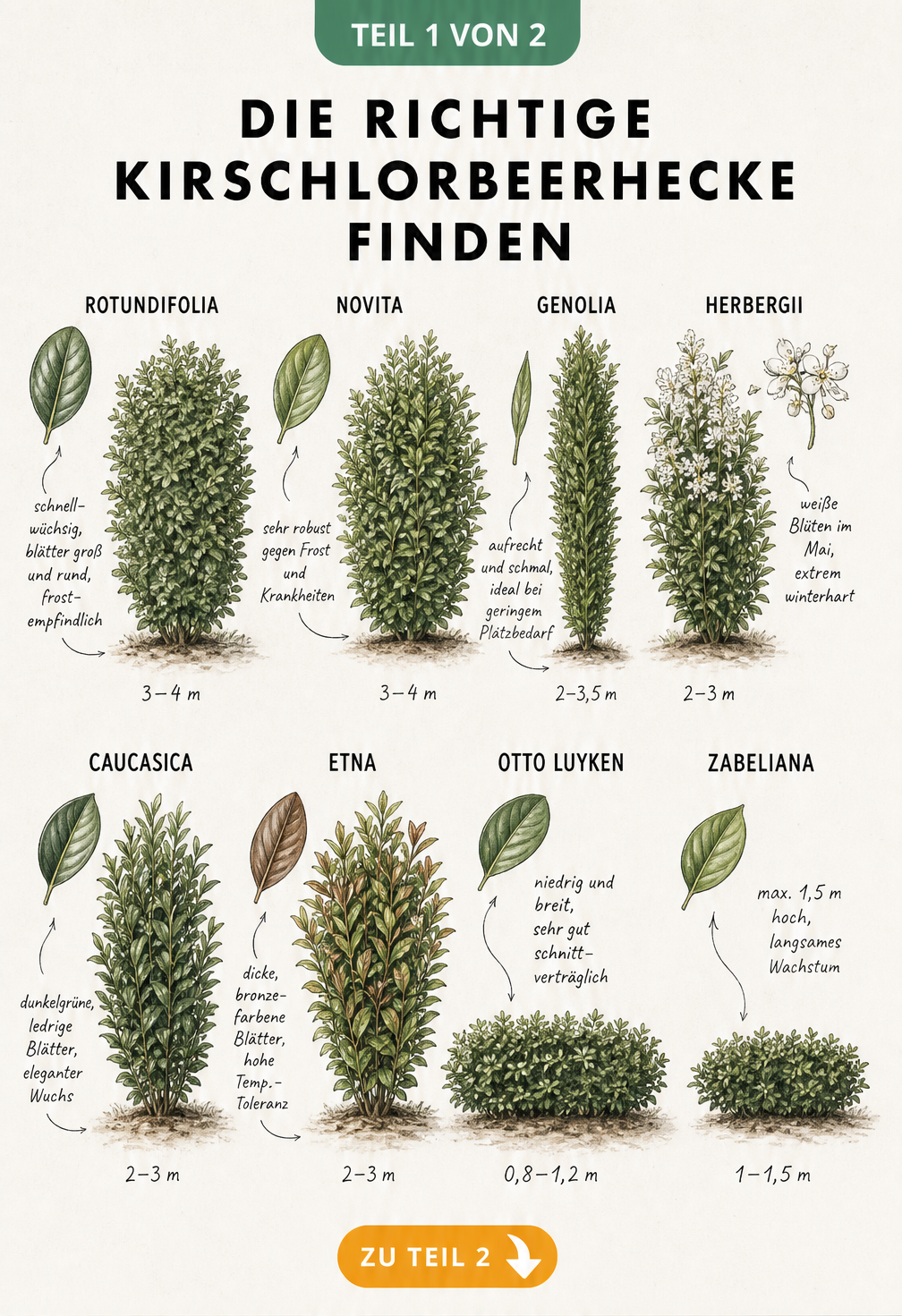 Botanische Illustration verschiedener Kirschlorbeer-Sorten mit Wuchsform und Merkmalen