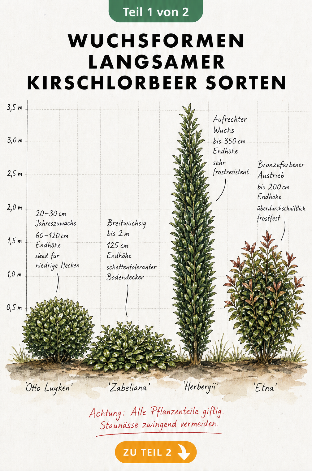 Illustration von vier langsam wachsenden Kirschlorbeer-Sorten im Größenvergleich: Otto Luyken, Zabeliana, Herbergii und Etna.