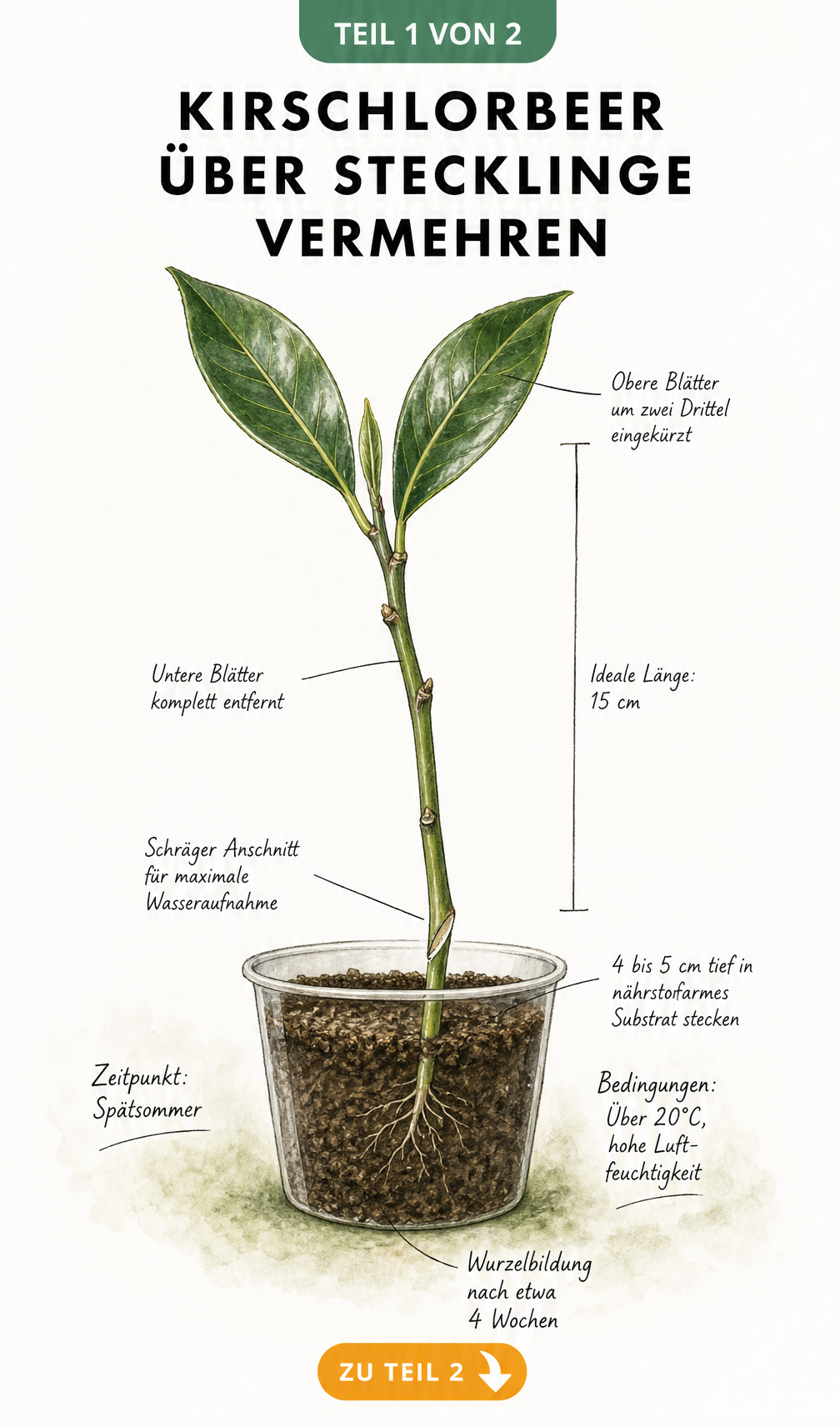 Botanische Illustration eines Kirschlorbeer-Stecklings mit Schnittkante und Maßangabe für die Vermehrung