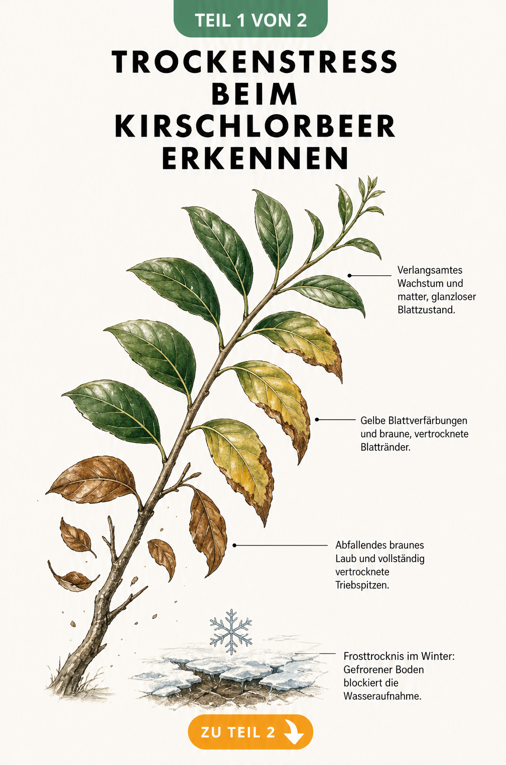 Botanische Illustration eines Kirschlorbeerzweigs, die Trockenheitssymptome wie gelbe Blätter, braune Ränder und abfallendes Laub zeigt.