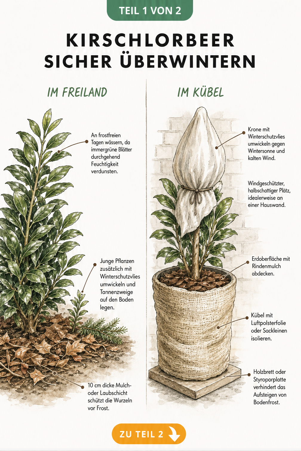 Illustration eines Kirschlorbeers im Freiland und im Kübel mit Tipps zum Überwintern wie Mulchschicht und Winterschutzvlies