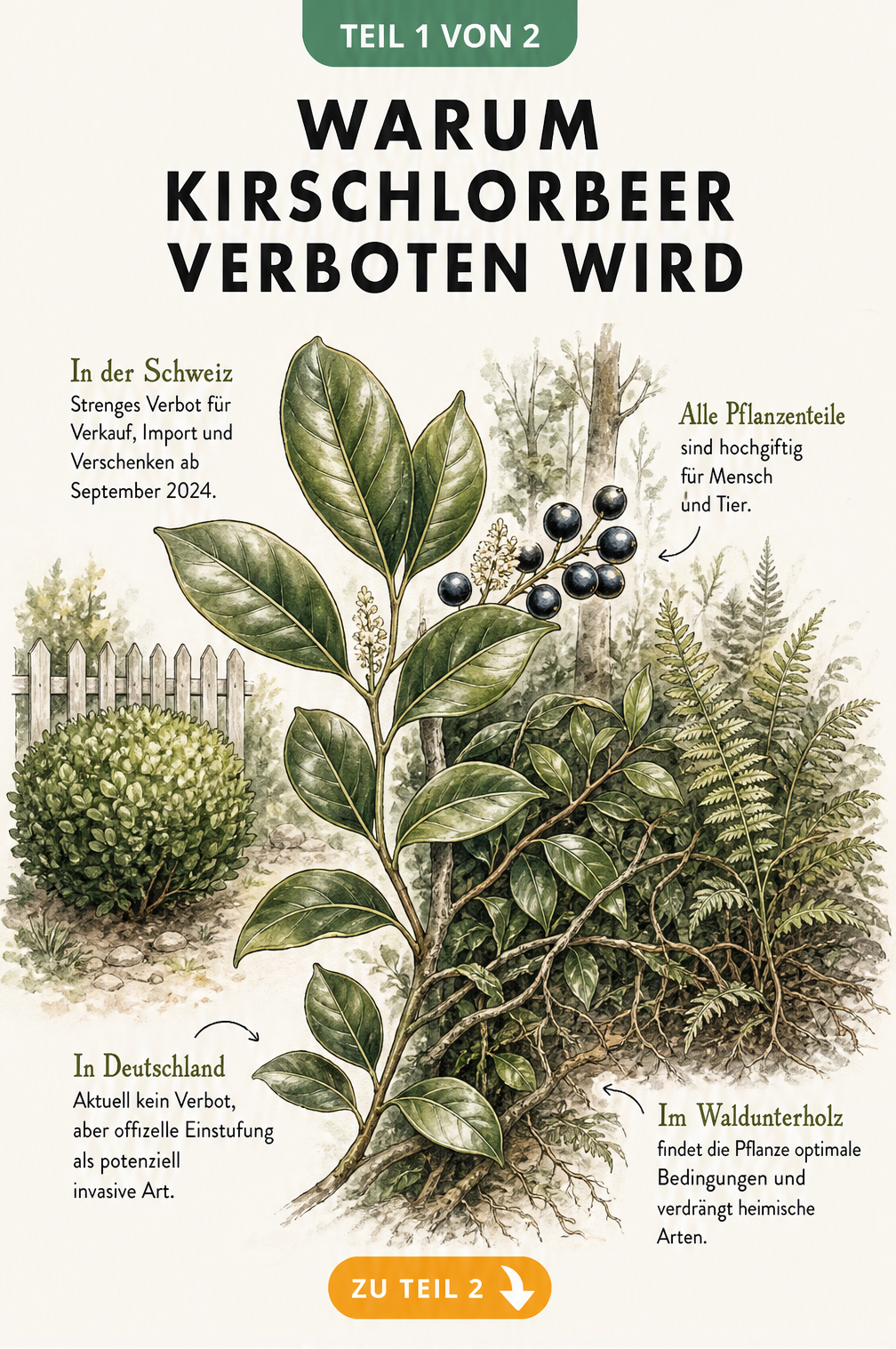 Botanische Illustration eines Kirschlorbeer-Zweigs, die die rechtliche Lage in der Schweiz und Deutschland sowie die ökologischen Folgen im Wald zeigt.