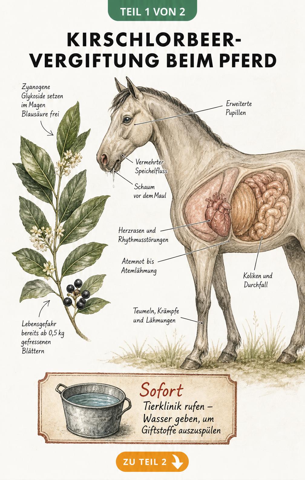 Botanische Zeichnung eines Kirschlorbeerzweigs und anatomische Darstellung eines Pferdes mit Vergiftungssymptomen