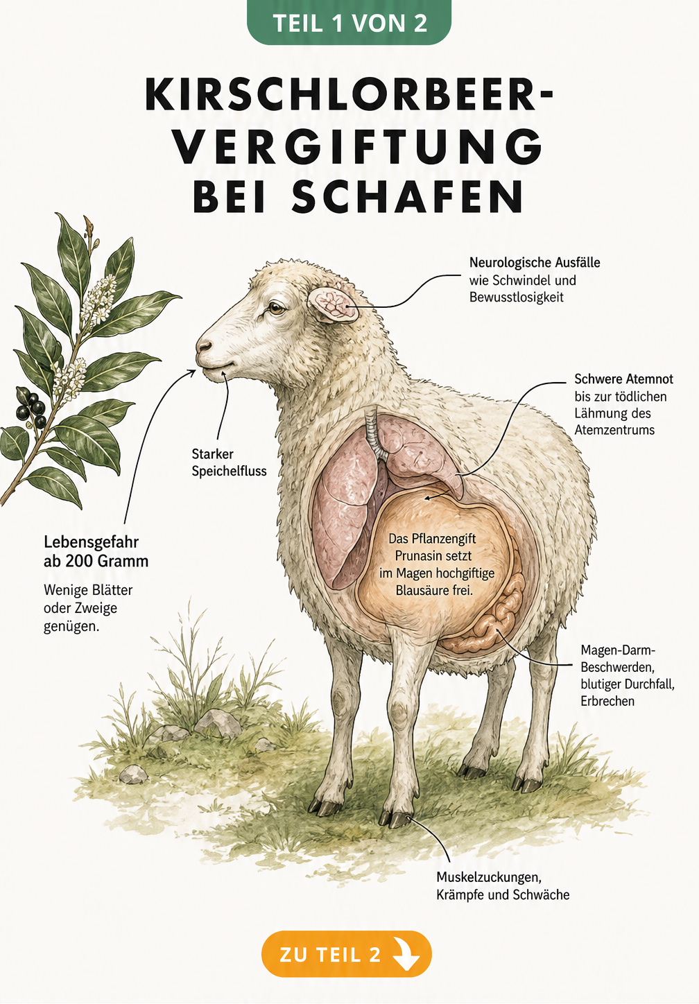 Illustration eines Schafes mit Kirschlorbeerzweig, die Symptome einer Blausäurevergiftung durch Prunasin im Magen zeigt