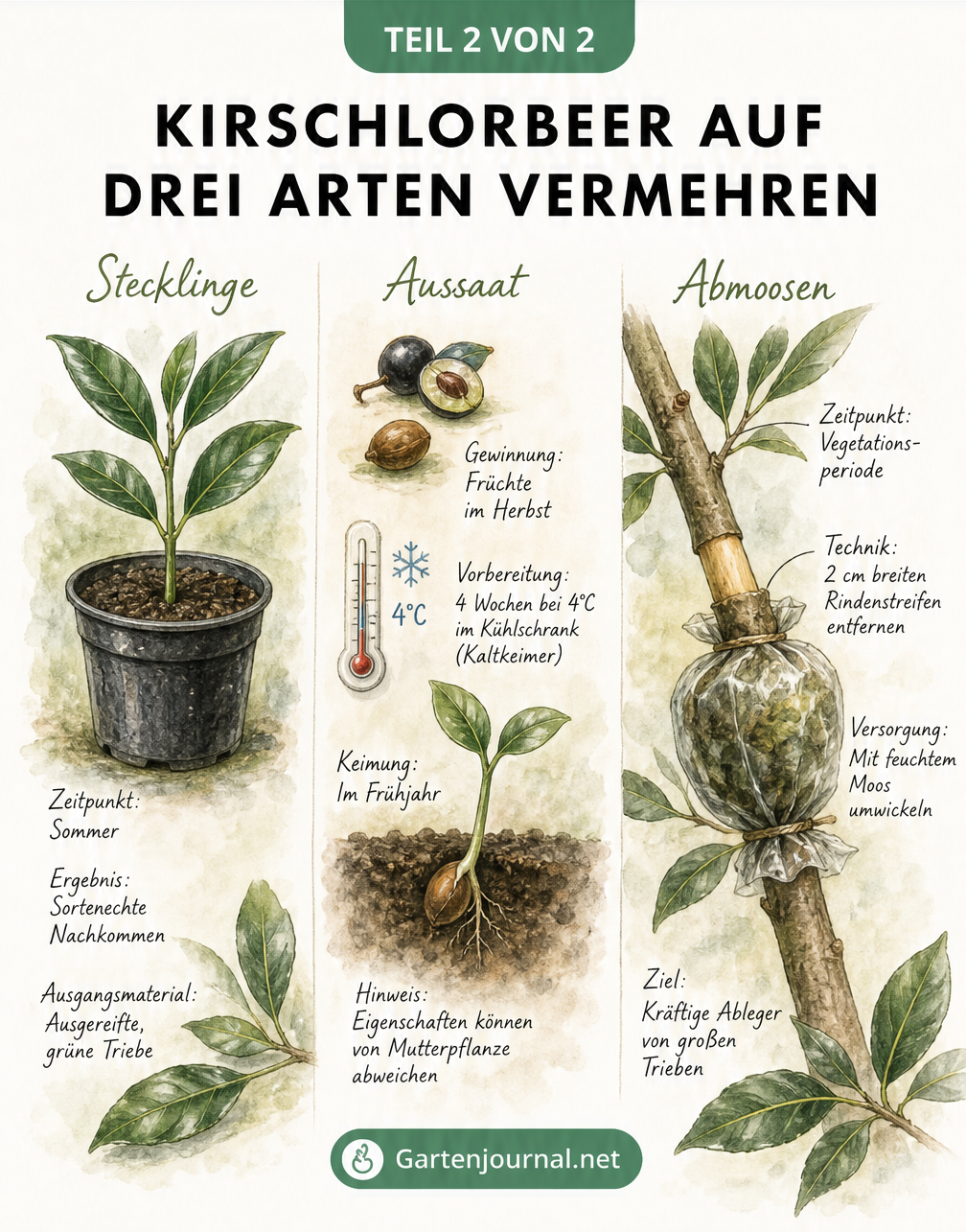 Drei Methoden zur Vermehrung von Kirschlorbeer: Stecklinge, Aussaat und Abmoosen im Vergleich