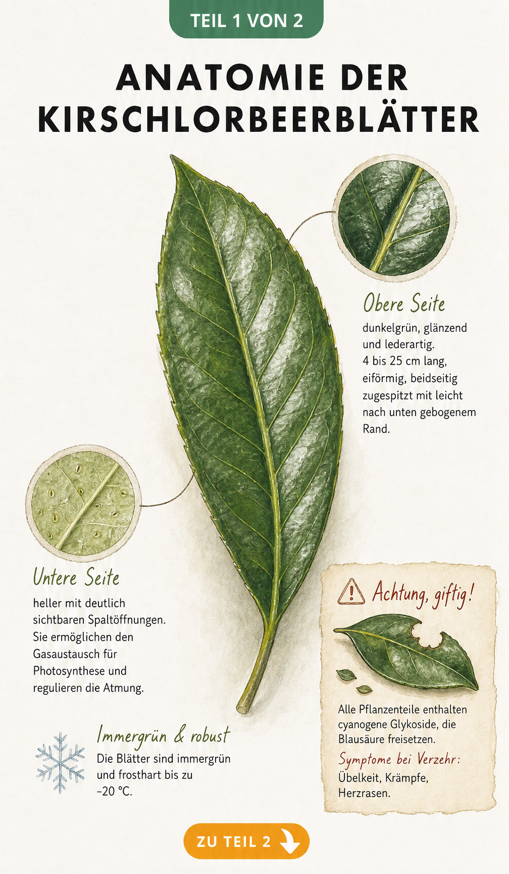Botanische Illustration eines Kirschlorbeerblattes mit Details zu Aufbau, Funktion und Giftigkeit
