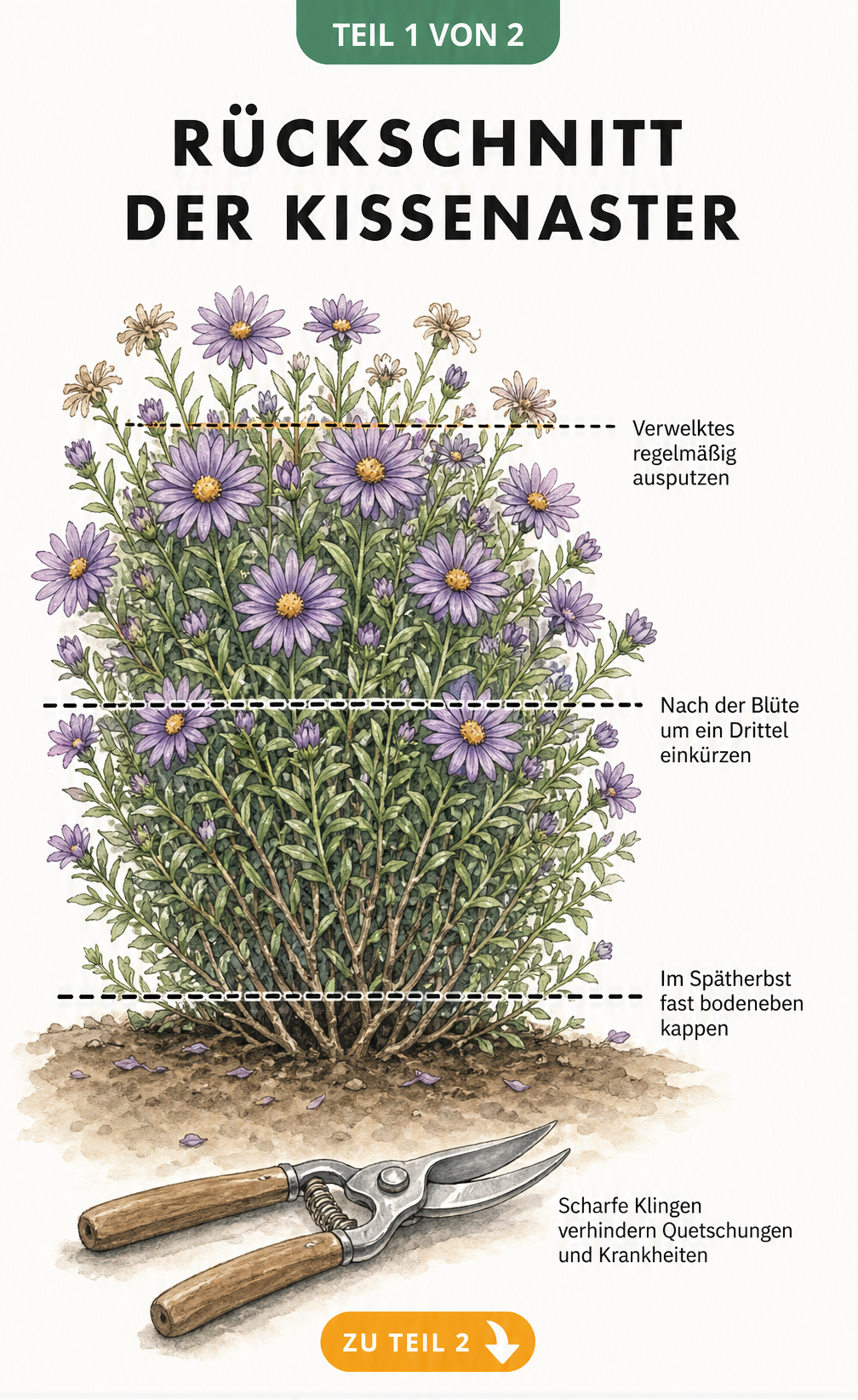 Botanische Illustration einer Kissenaster mit gestrichelten Linien für den Rückschnitt nach der Blüte und im Spätherbst
