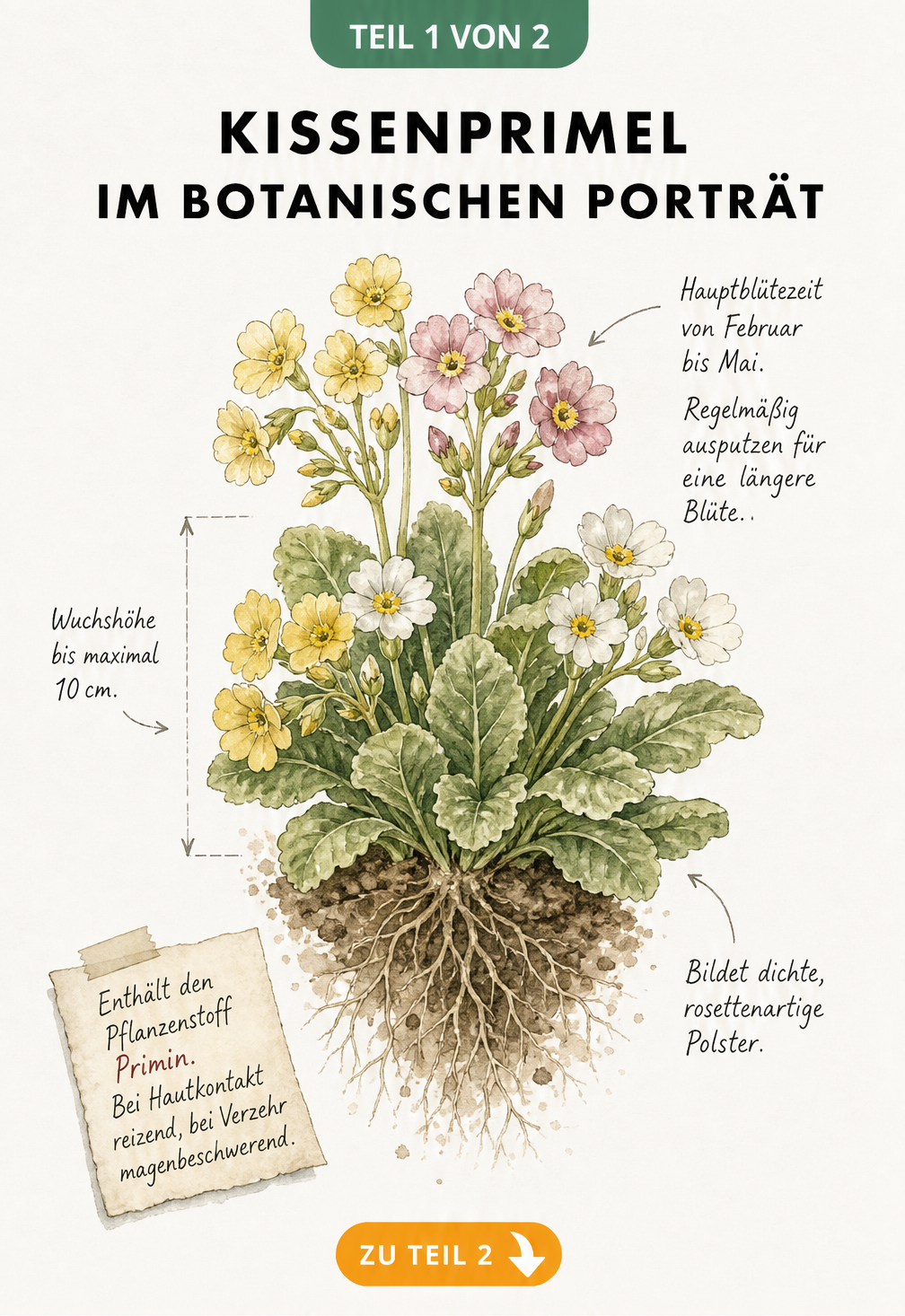 Botanische Illustration der Kissenprimel mit Wurzelballen, Blättern und Blüten in Gelb, Rosa und Weiß