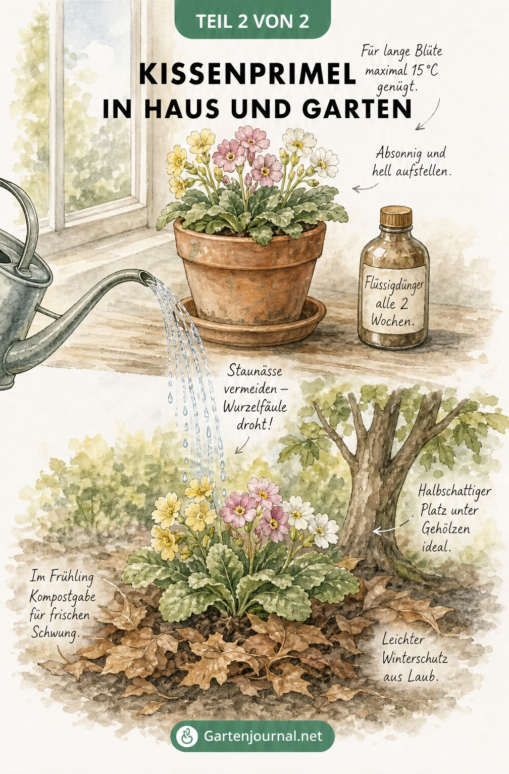 Illustration der Kissenprimel als Zimmerpflanze im Topf und ausgepflanzt im Garten unter einem Baum