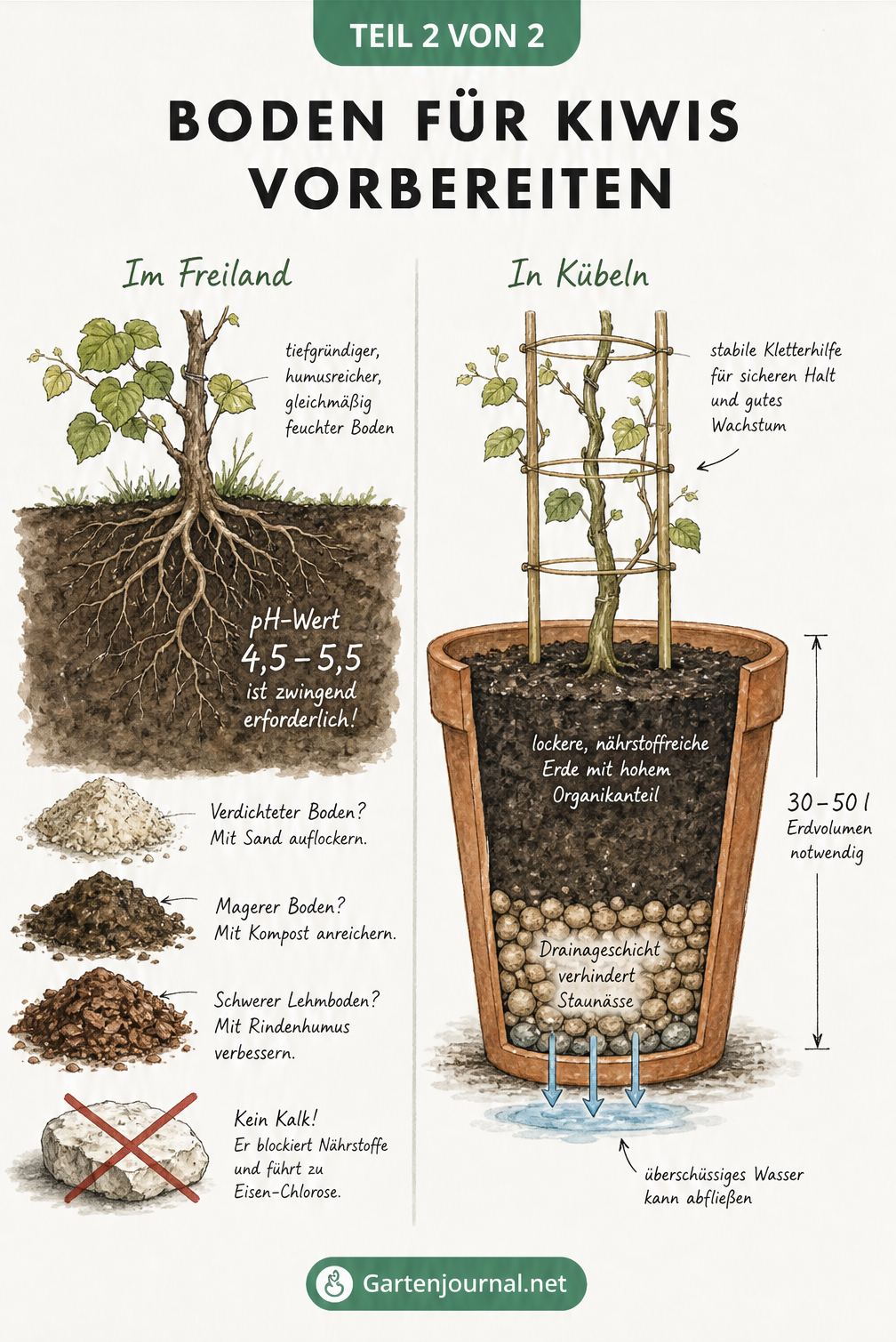 Querschnitt-Illustration von Kiwi-Wurzeln im Freiland und im Kübel, die den idealen Boden, pH-Wert und Drainageschichten zeigt.