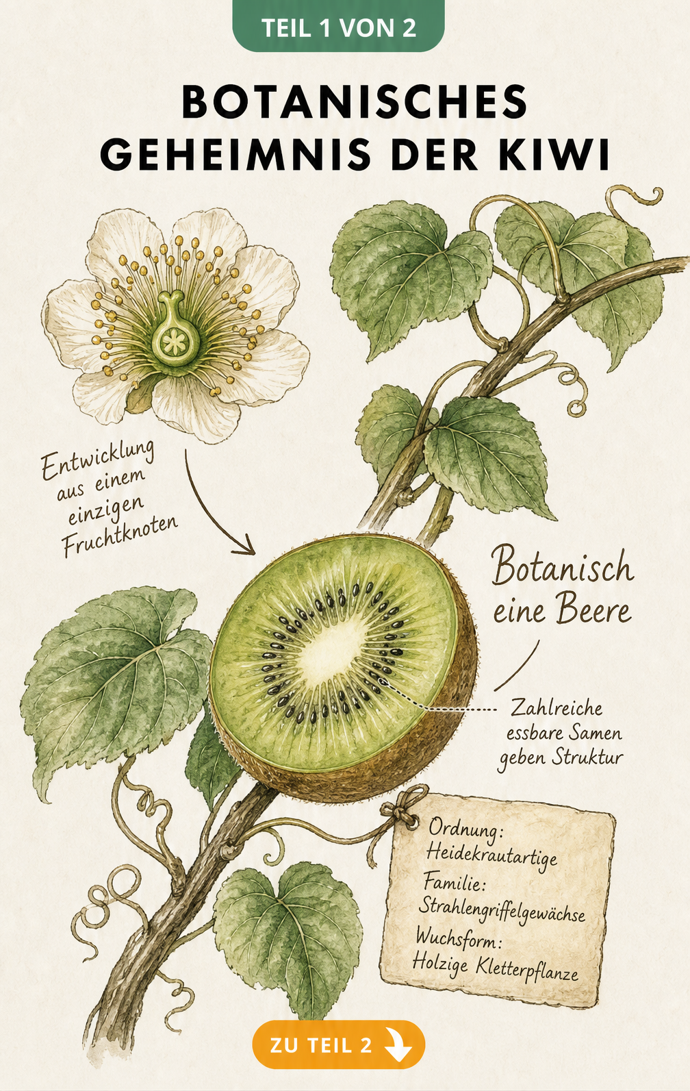 Botanische Illustration einer Kiwi-Liane mit Blüte, halbierter Frucht und Fakten zur Einordnung als Beere