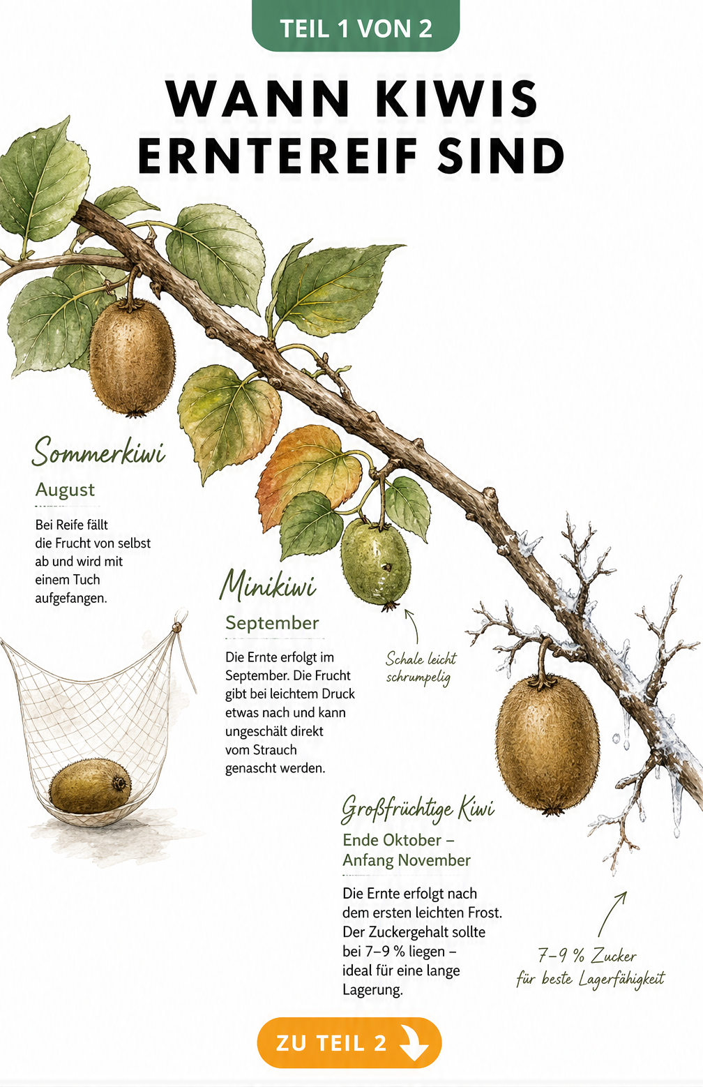 Botanische Illustration eines Kiwi-Astes mit Sommerkiwi, Minikiwi und großfrüchtiger Kiwi, die den Erntezeitpunkt vom Spätsommer bis Spätherbst zeigt.