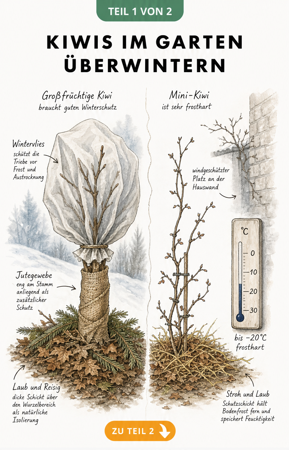 Illustration einer großfrüchtigen Kiwi mit Winterschutz aus Laub, Reisig, Jutegewebe und Wintervlies sowie einer ungeschützten Mini-Kiwi bei minus 20 Grad