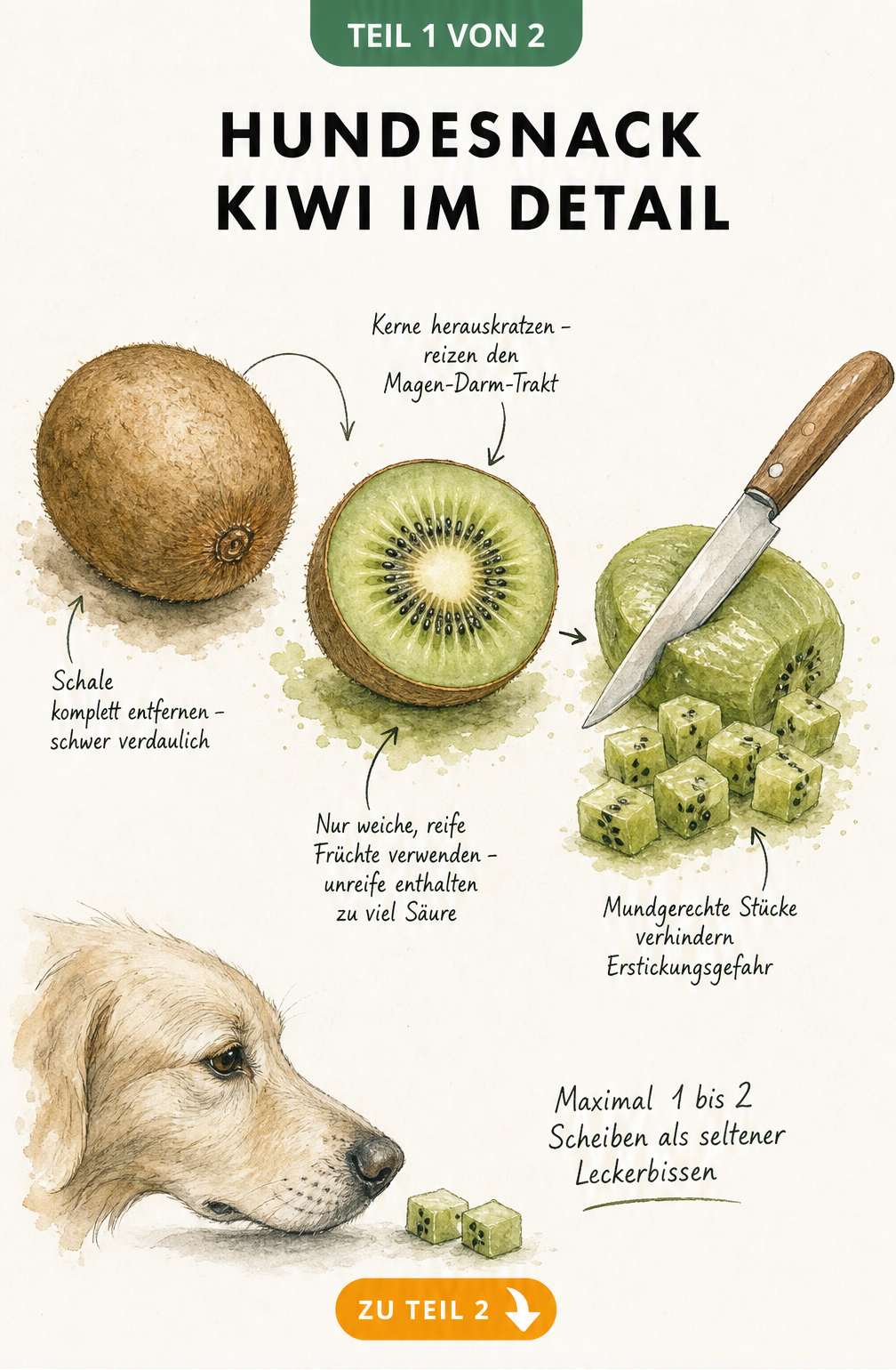 Illustration einer Kiwi mit Hinweisen zur Zubereitung als Hundesnack: Schale und Kerne entfernen, Fruchtfleisch würfeln.