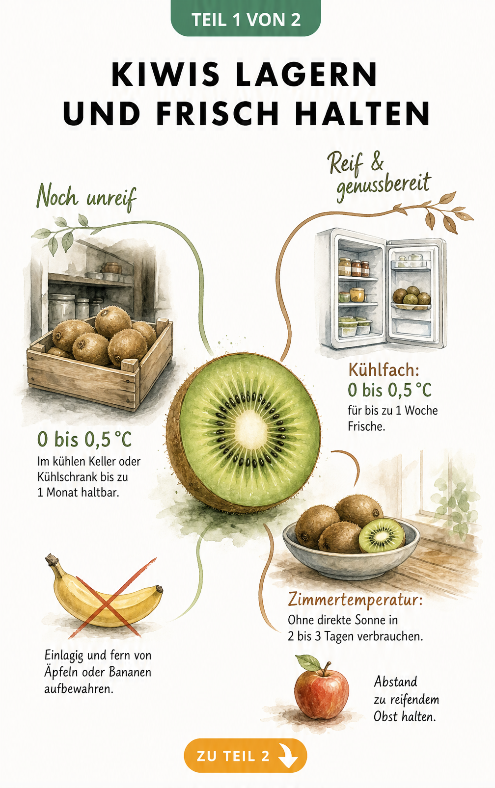 Illustration zur Lagerung von unreifen und reifen Kiwis bei verschiedenen Temperaturen