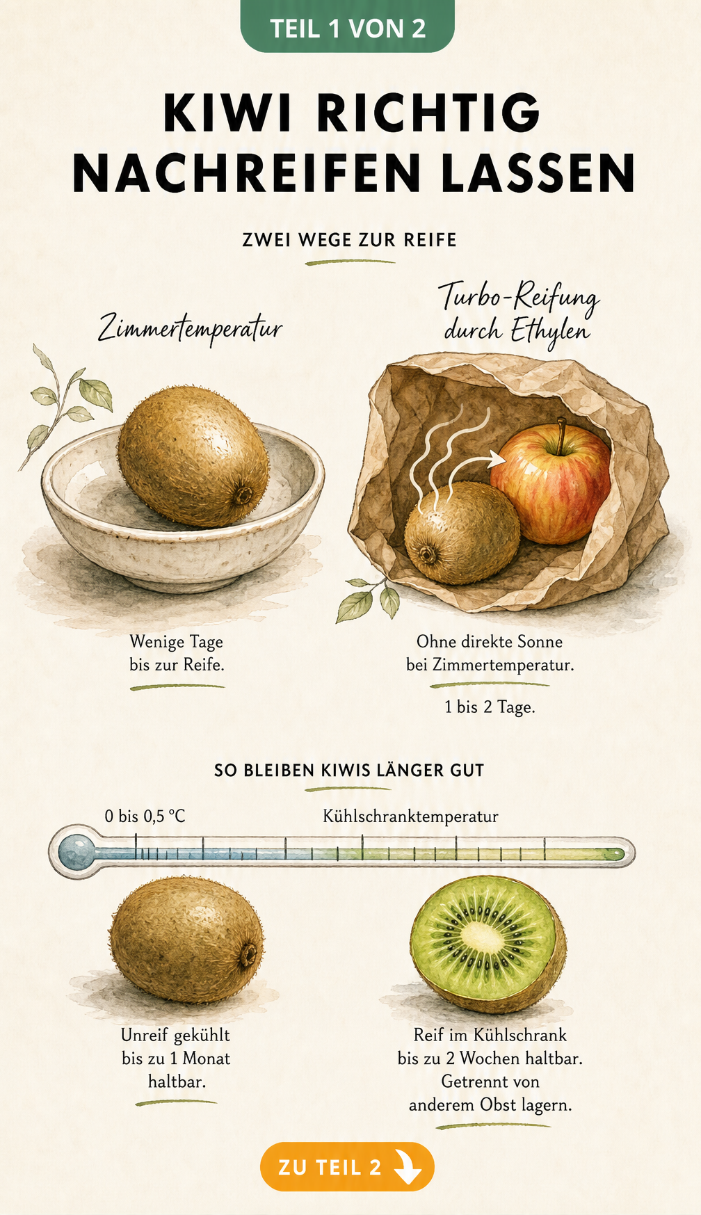 Illustration des Reifeprozesses von Kiwis bei Zimmertemperatur und mit Ethylen sowie der Haltbarkeit im Kühlschrank