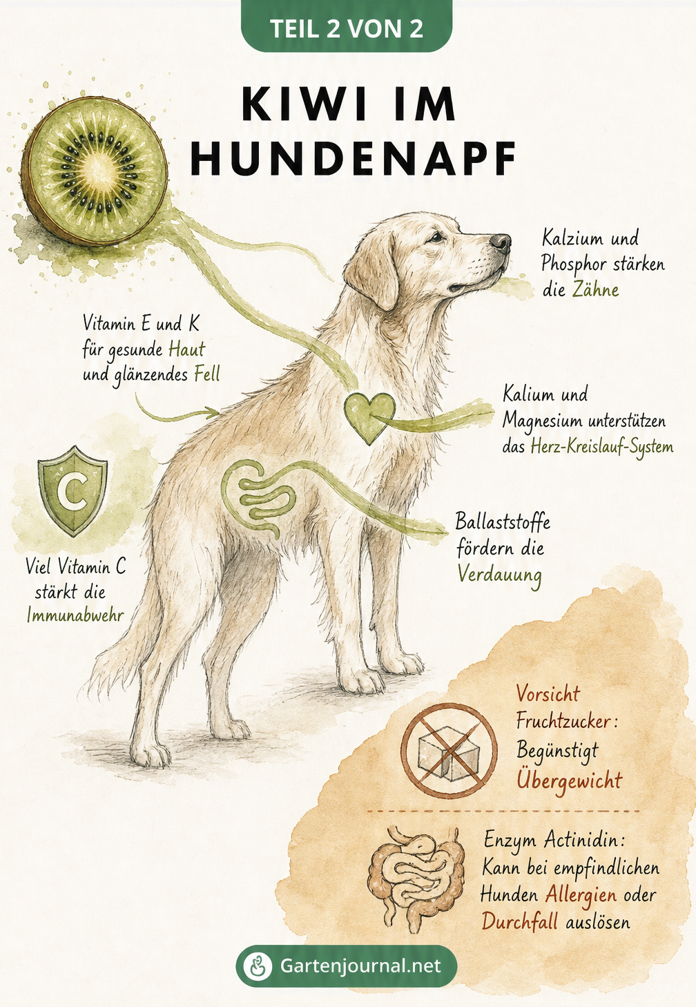 Skizze eines Hundes, die zeigt, wie Nährstoffe der Kiwi wie Kalzium, Ballaststoffe und Vitamine im Körper wirken.