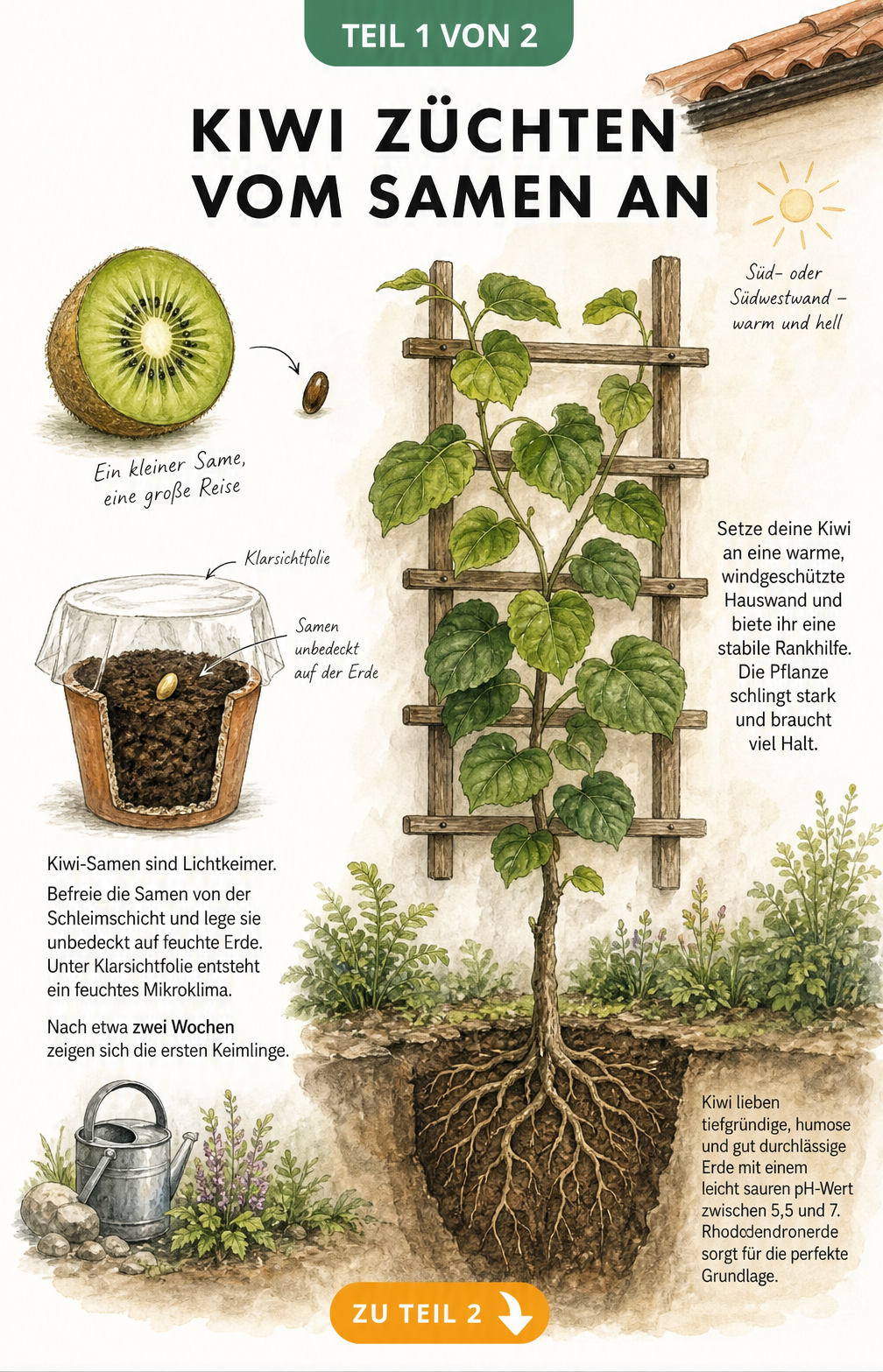 Botanische Illustration zur Kiwi-Anzucht: Vom Samen im Anzuchttopf bis zur Jungpflanze am Spalier an einer Hauswand.