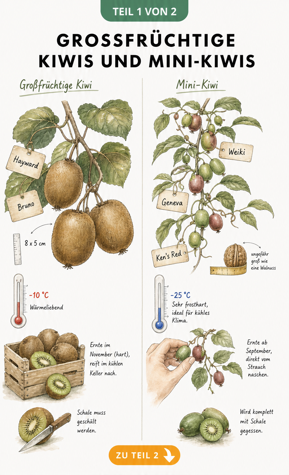 Vergleich von großfrüchtigen Kiwis und Mini-Kiwis mit Eigenschaften wie Frosthärte und Erntezeit