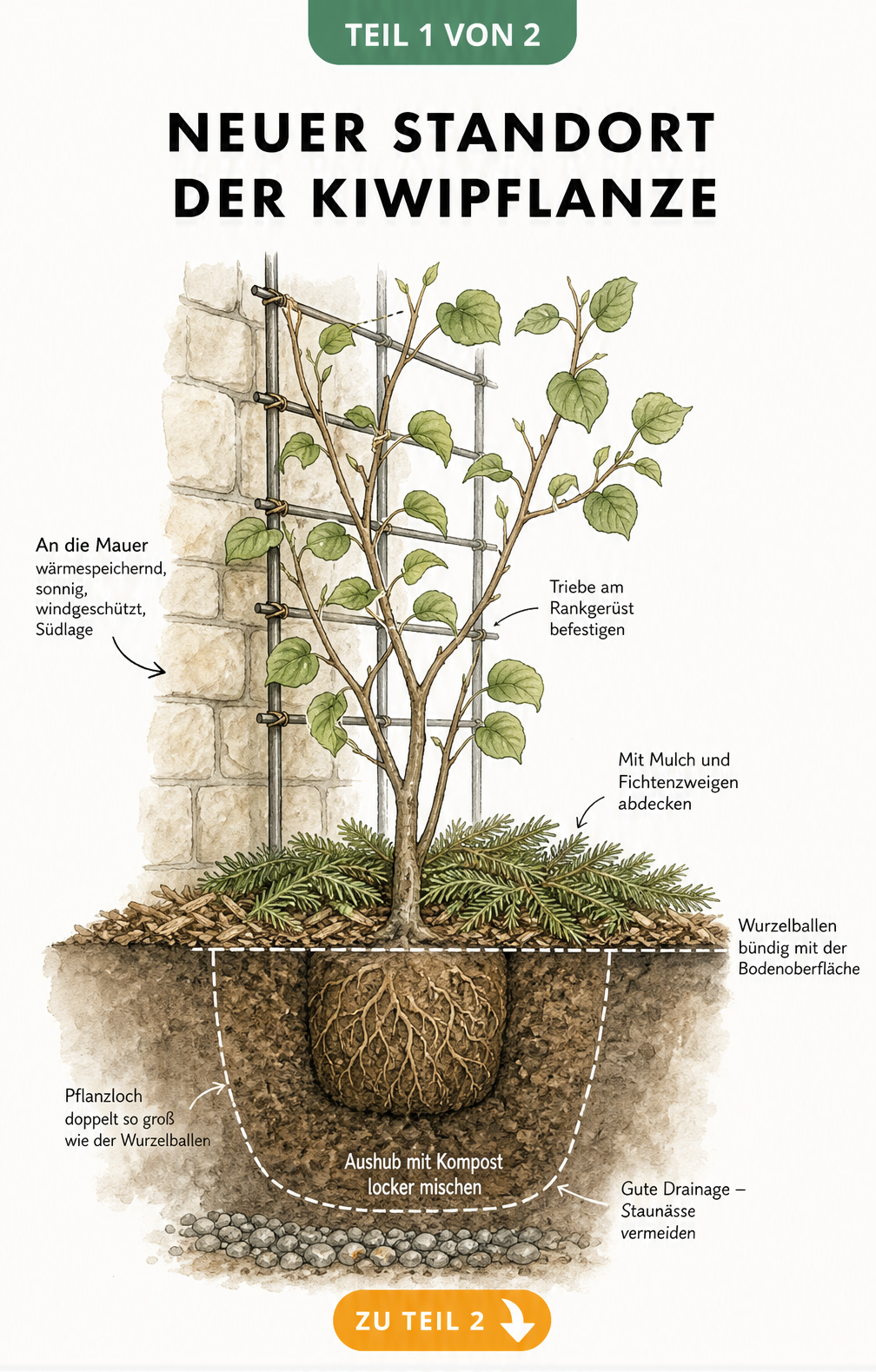 Querschnitt einer Hauswand mit angrenzendem Gartenboden, der die ideale Pflanzung einer Kiwi an einem sonnigen, windgeschützten Standort mit Rankgerüst und...