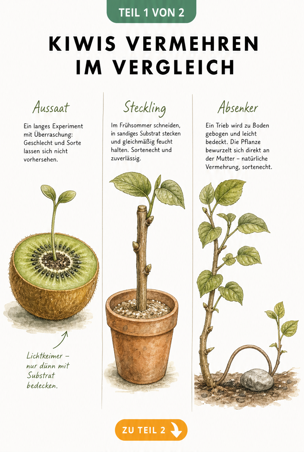 Illustration der drei Methoden zur Kiwi-Vermehrung: Aussaat, Stecklinge und Absenker