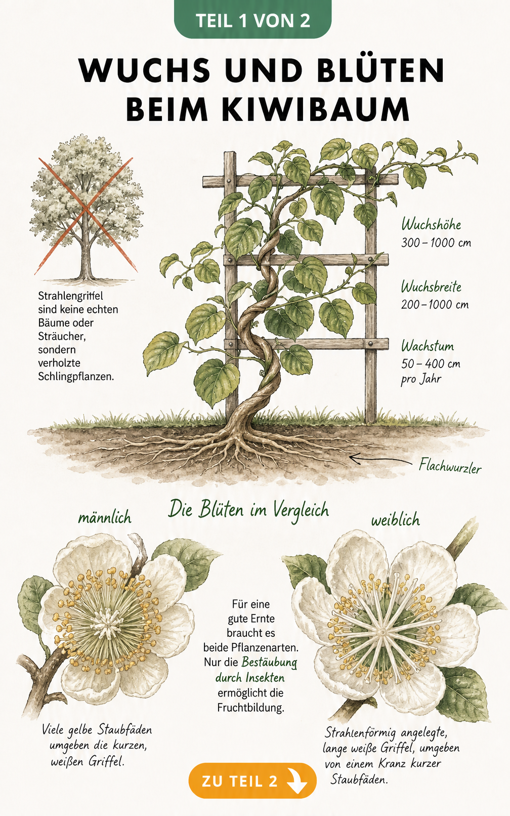 Botanische Illustration des Kiwibaums als Schlingpflanze mit Wuchsmaßen und Vergleich von männlichen und weiblichen Blüten