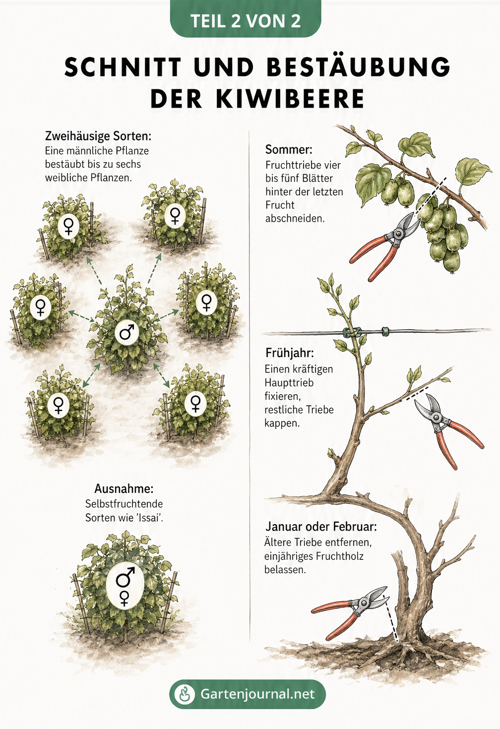 Illustration zum Schnitt und zur Bestäubung von Kiwibeeren mit Scheren-Markierungen