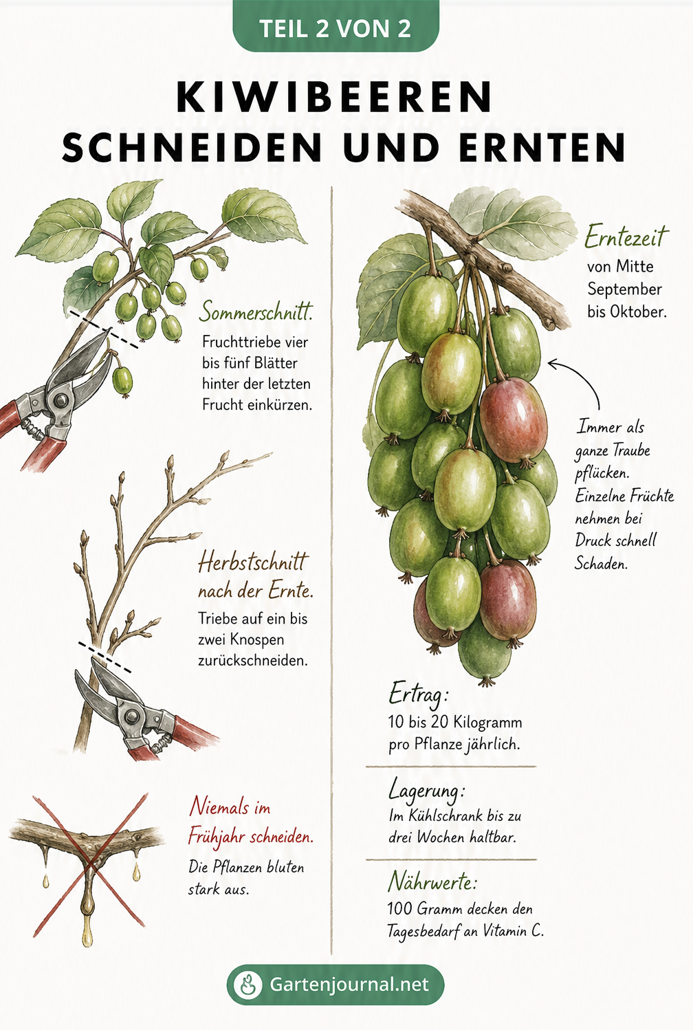 Illustration zum Sommer- und Herbstschnitt von Kiwibeeren sowie einer reifen Fruchttraube