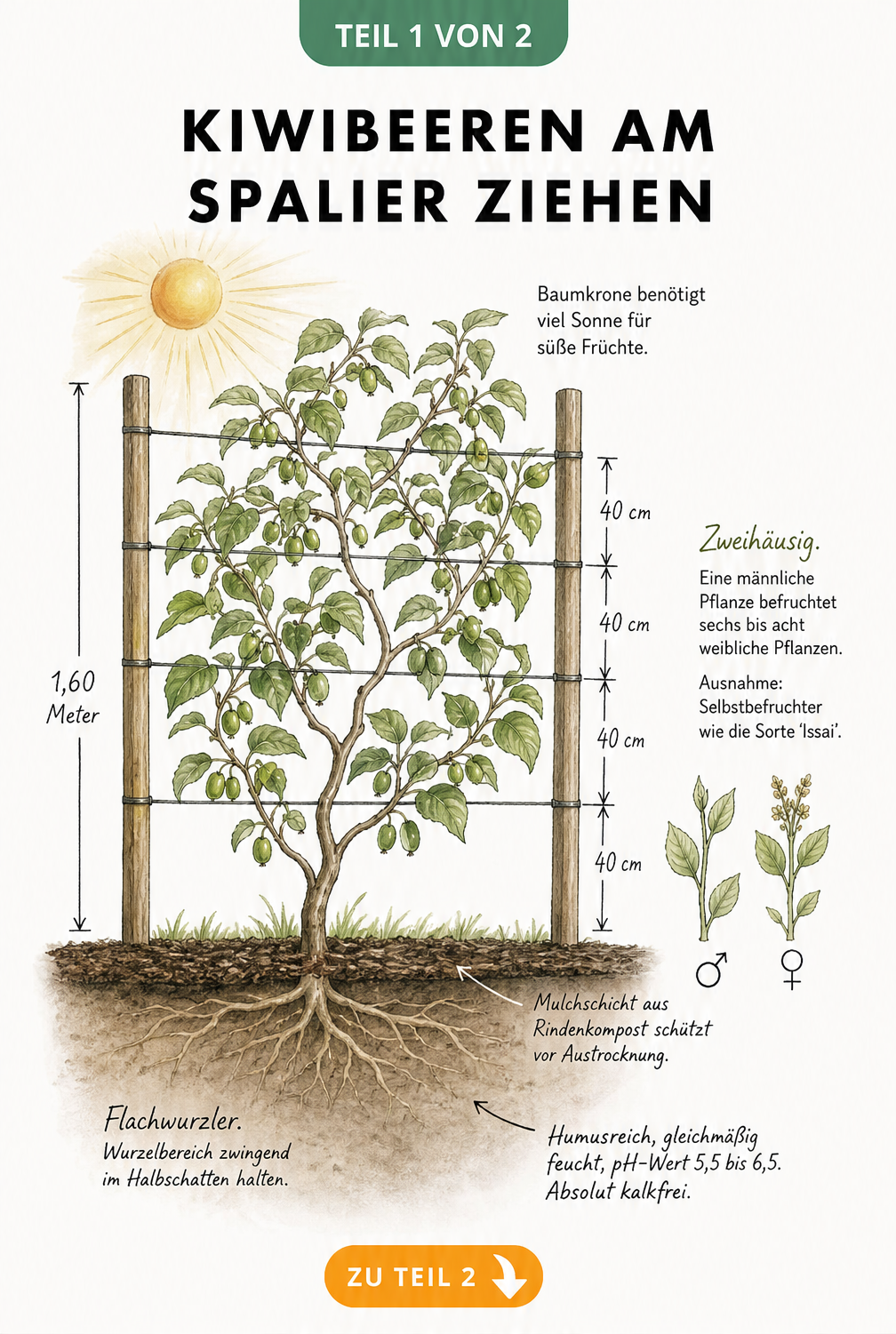 Botanische Illustration einer Kiwibeeren-Pflanze am Spalier mit Wurzelbereich und Maßangaben