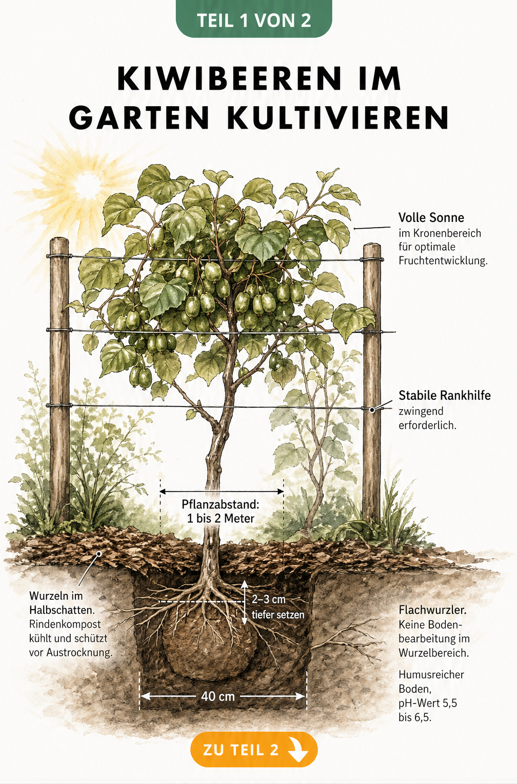 Botanischer Querschnitt einer Kiwibeerenpflanze am Spalier mit Wurzelbereich und Krone