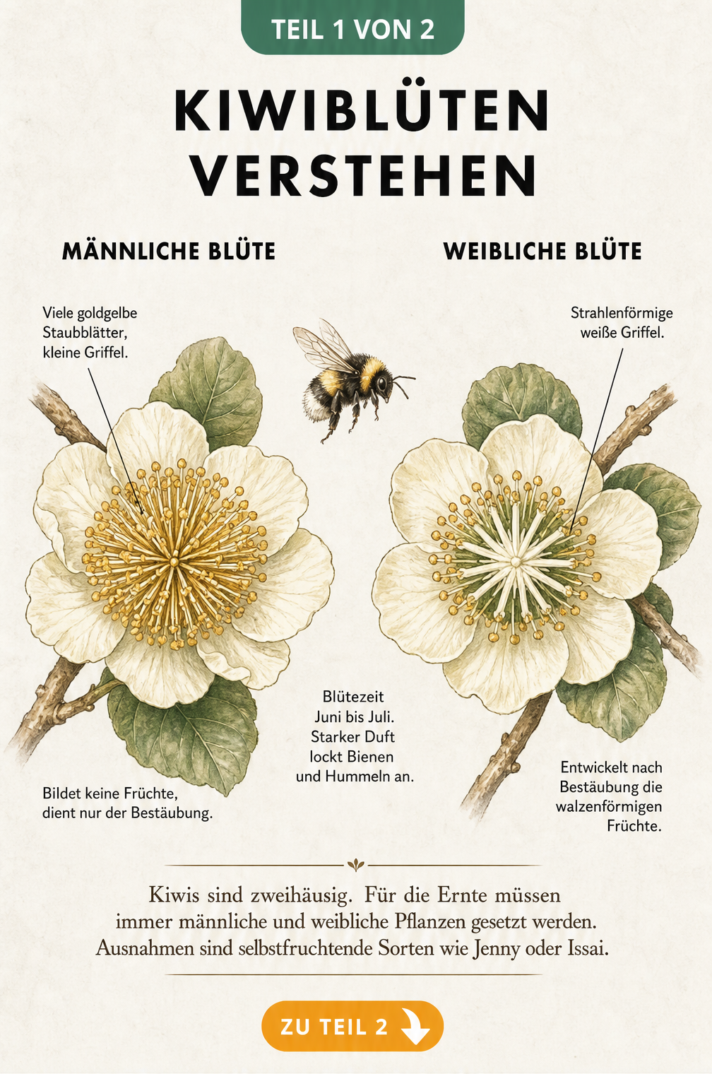 Botanische Illustration von männlichen und weiblichen Kiwiblüten mit einer Hummel