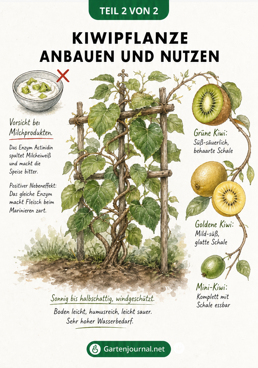 Illustration einer Kiwipflanze am Spalier mit Erklärungen zu Standort, Sorten und Verwendung