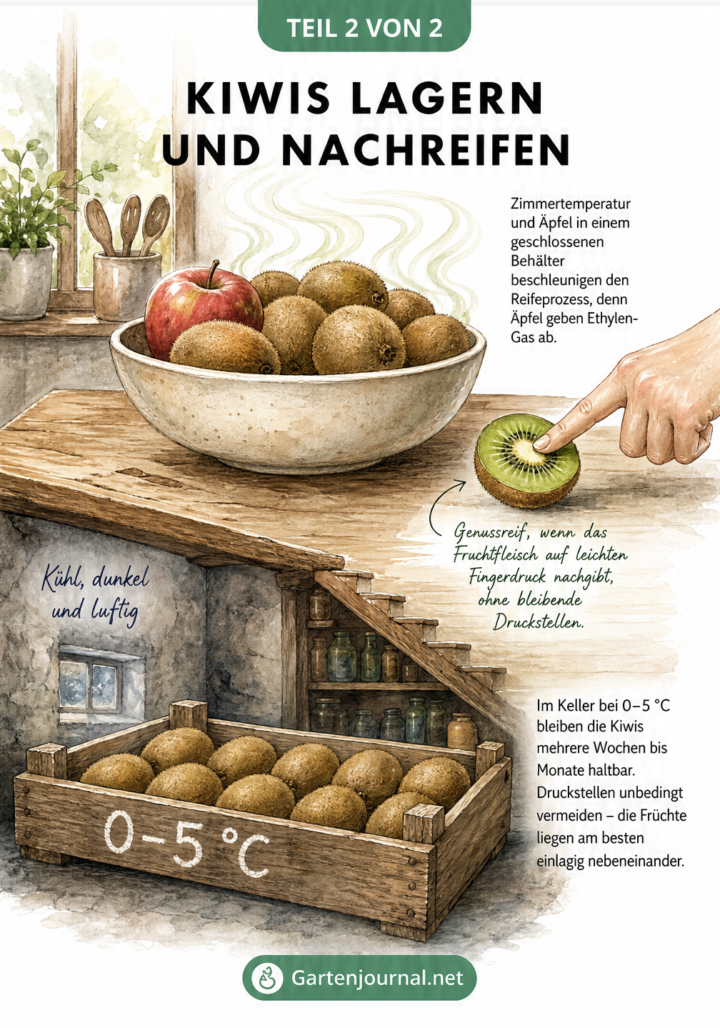 Querschnitt durch ein Haus: Im kühlen Keller lagern harte Kiwis in einer Holzkiste, in der warmen Küche reifen sie neben einem Apfel nach.