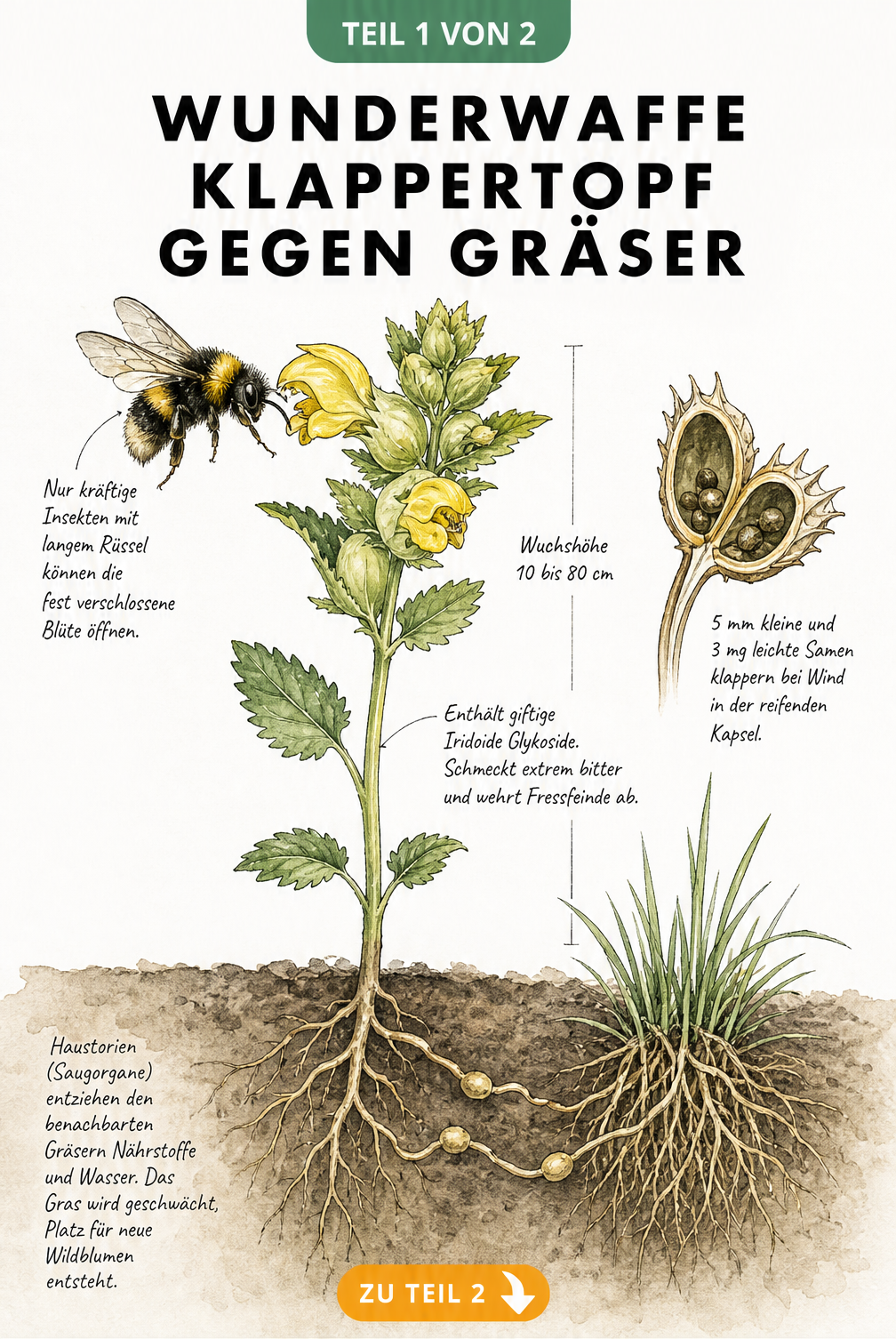 Botanische Illustration des Klappertopfs mit Blüte, Samen und Wurzeln, die an Gräser andocken