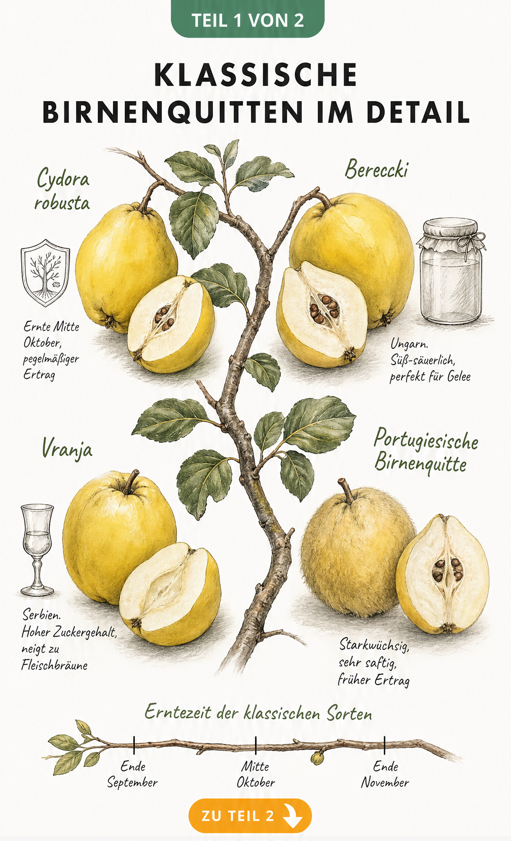 Botanische Illustration von vier klassischen Birnenquitten-Sorten: Cydora robusta, Bereczki, Vranja und Portugiesische Birnenquitte mit Erntezeitstrahl.