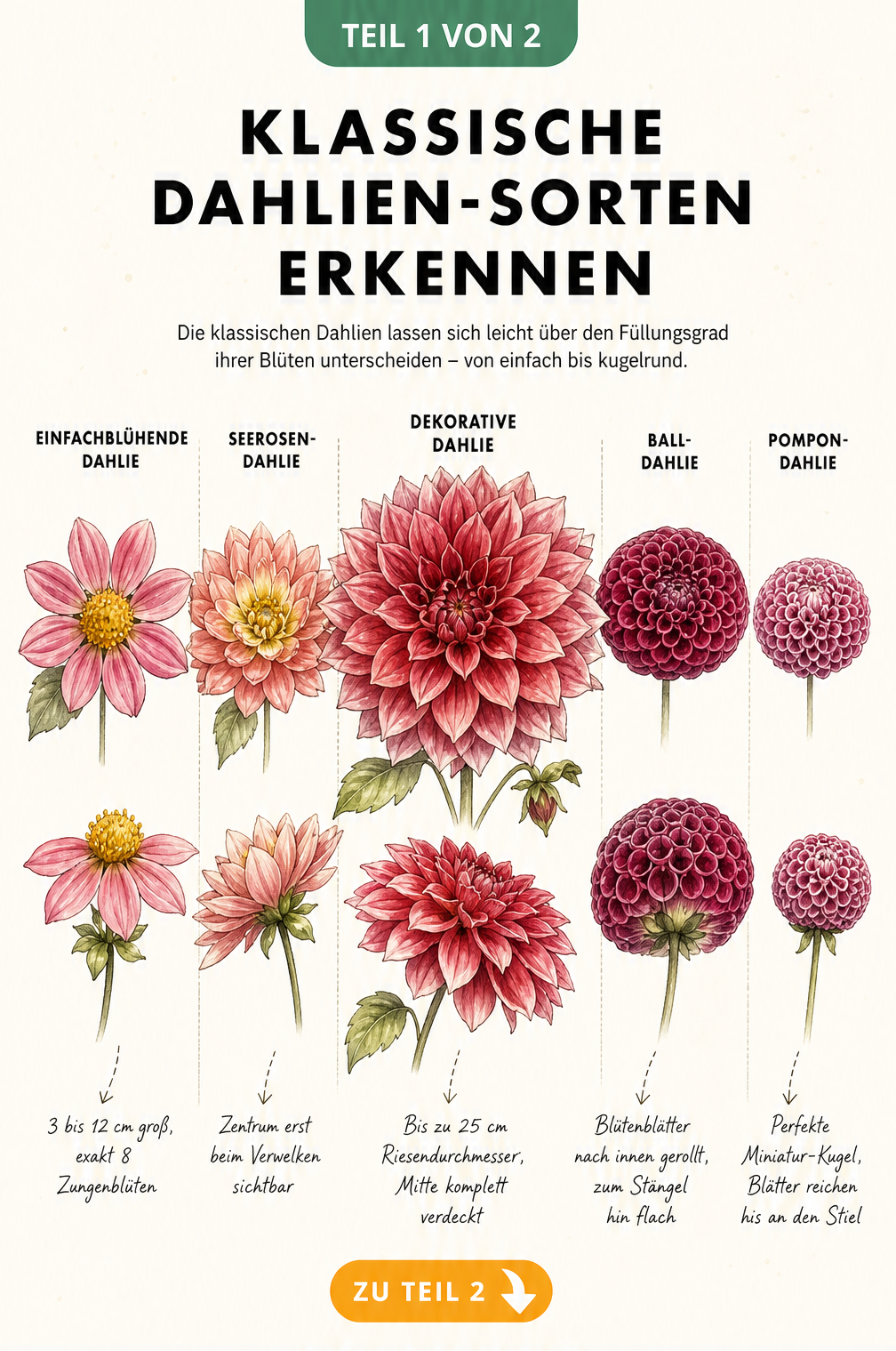 Botanische Schautafel mit fünf klassischen Dahlien-Blütenformen wie Seerosen-Dahlie und Pompon-Dahlie im Vergleich