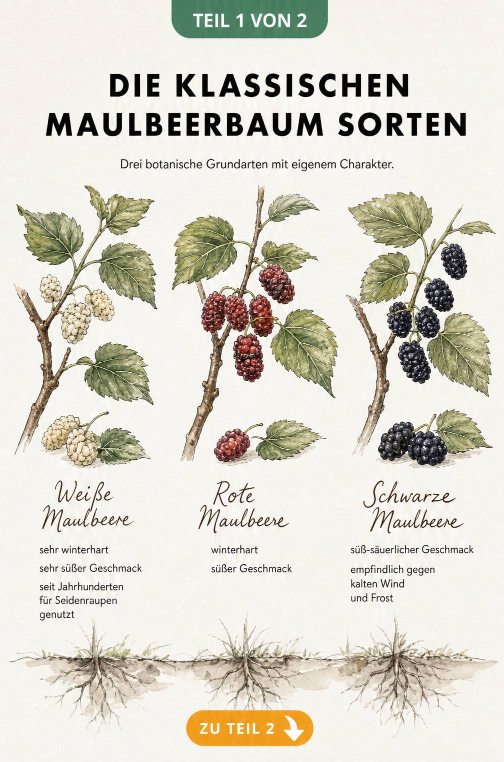 Botanische Illustration der drei klassischen Maulbeerbaum-Arten: Weiße, Rote und Schwarze Maulbeere mit Blättern und Früchten
