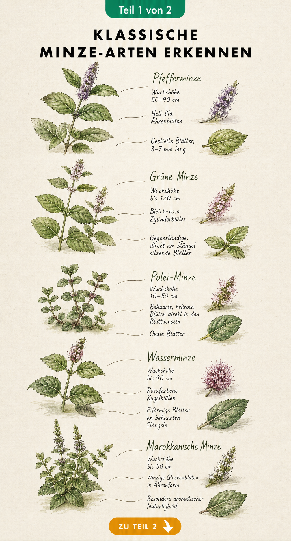 Botanische Illustrationen von fünf klassischen Minze-Arten wie Pfefferminze und Grüne Minze mit Details zu Blüten und Blättern