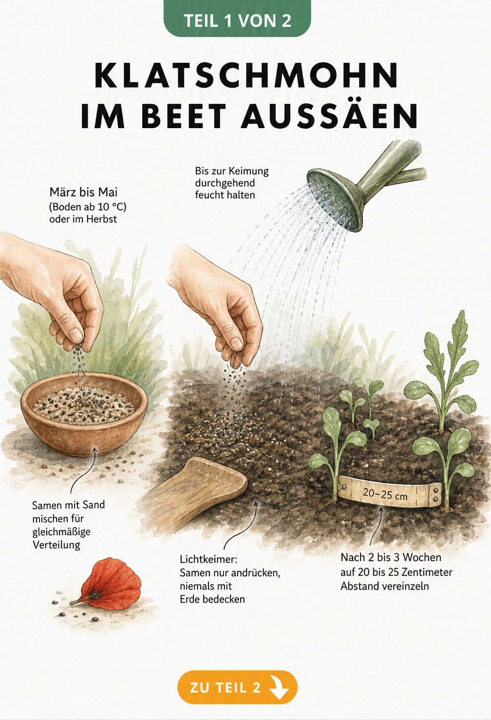 Illustration der Klatschmohn-Aussaat im Beet: Samen mit Sand mischen, andrücken und feucht halten bis zur Keimung.