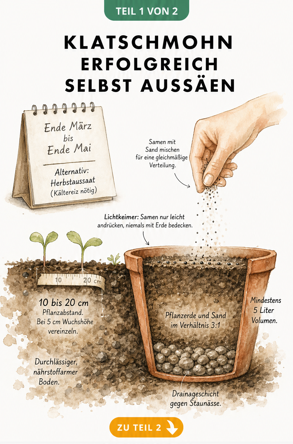 Illustration eines Gartenbodens und Terrakotta-Topfes, die die Aussaat von Klatschmohn-Samen als Lichtkeimer zeigt