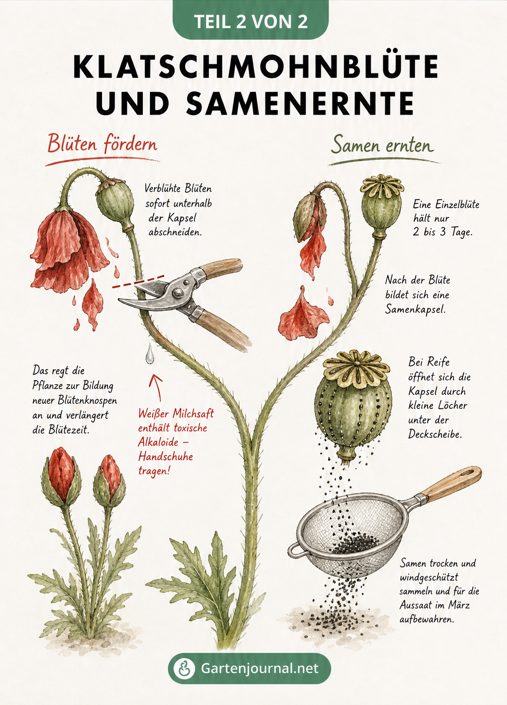 Zweigeteiltes Schaubild eines Mohnstängels, das den Rückschnitt für neue Blüten und die Samenernte aus der Kapsel zeigt