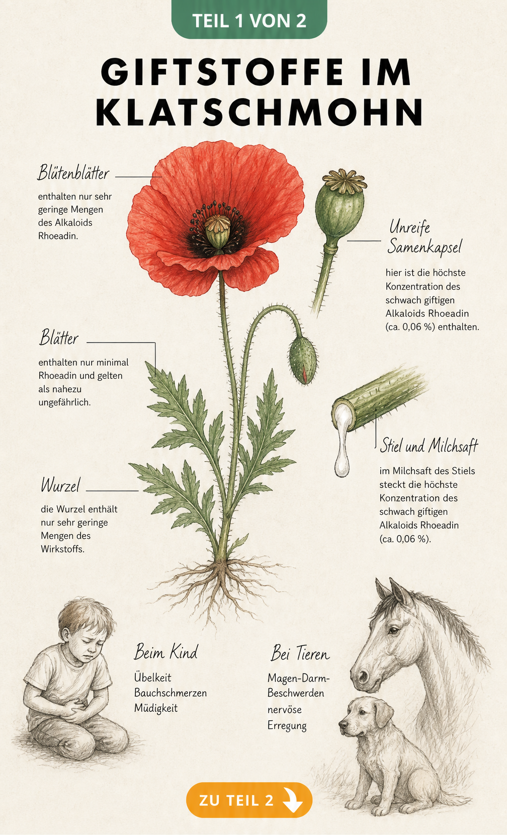 Botanische Illustration eines Klatschmohns mit Warnhinweisen zu Giftstoffen und Symptomen bei Mensch und Tier