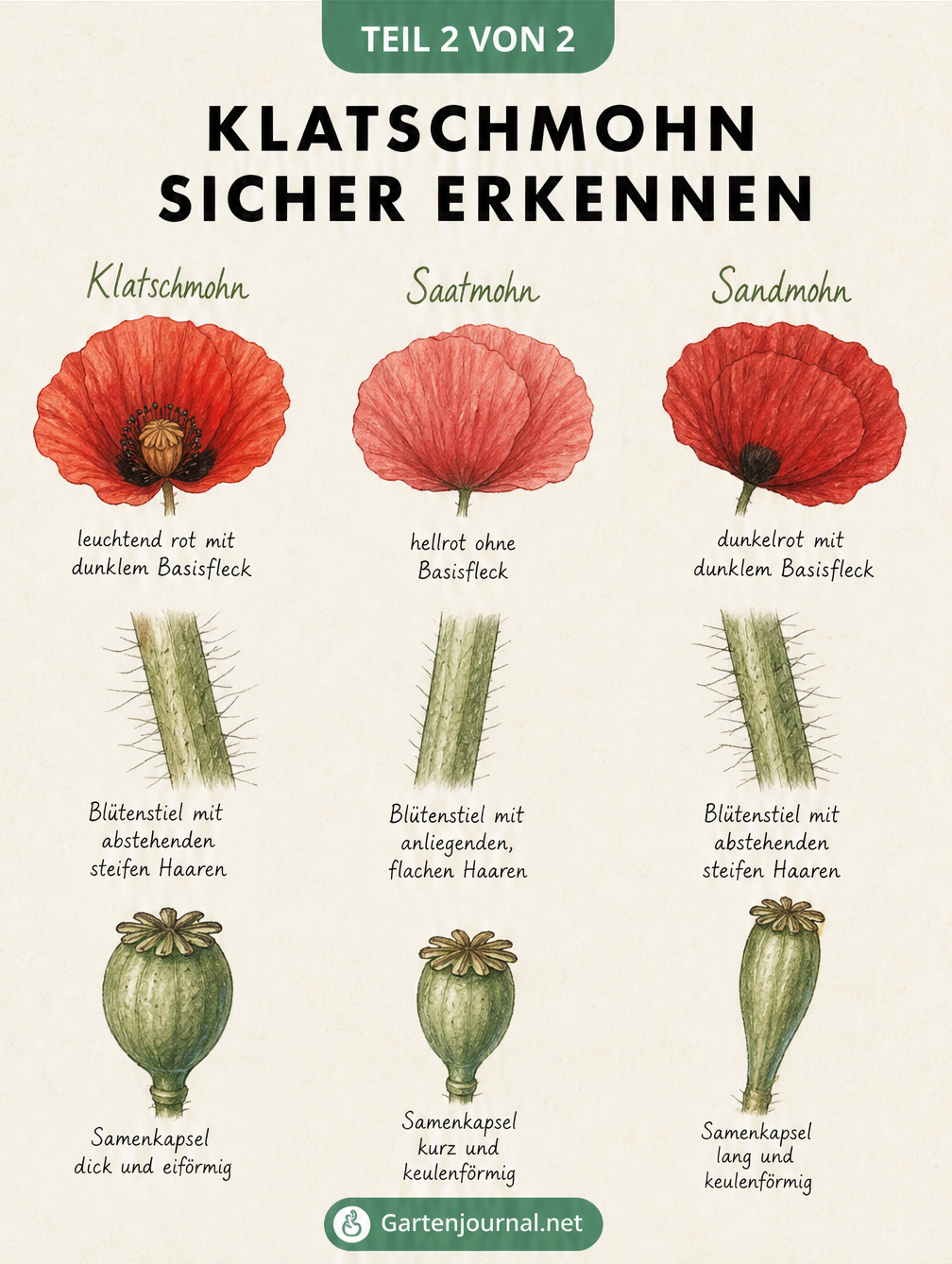 Bestimmungstafel zur Unterscheidung von Klatschmohn, Saatmohn und Sandmohn anhand von Blüte, Stiel und Samenkapsel