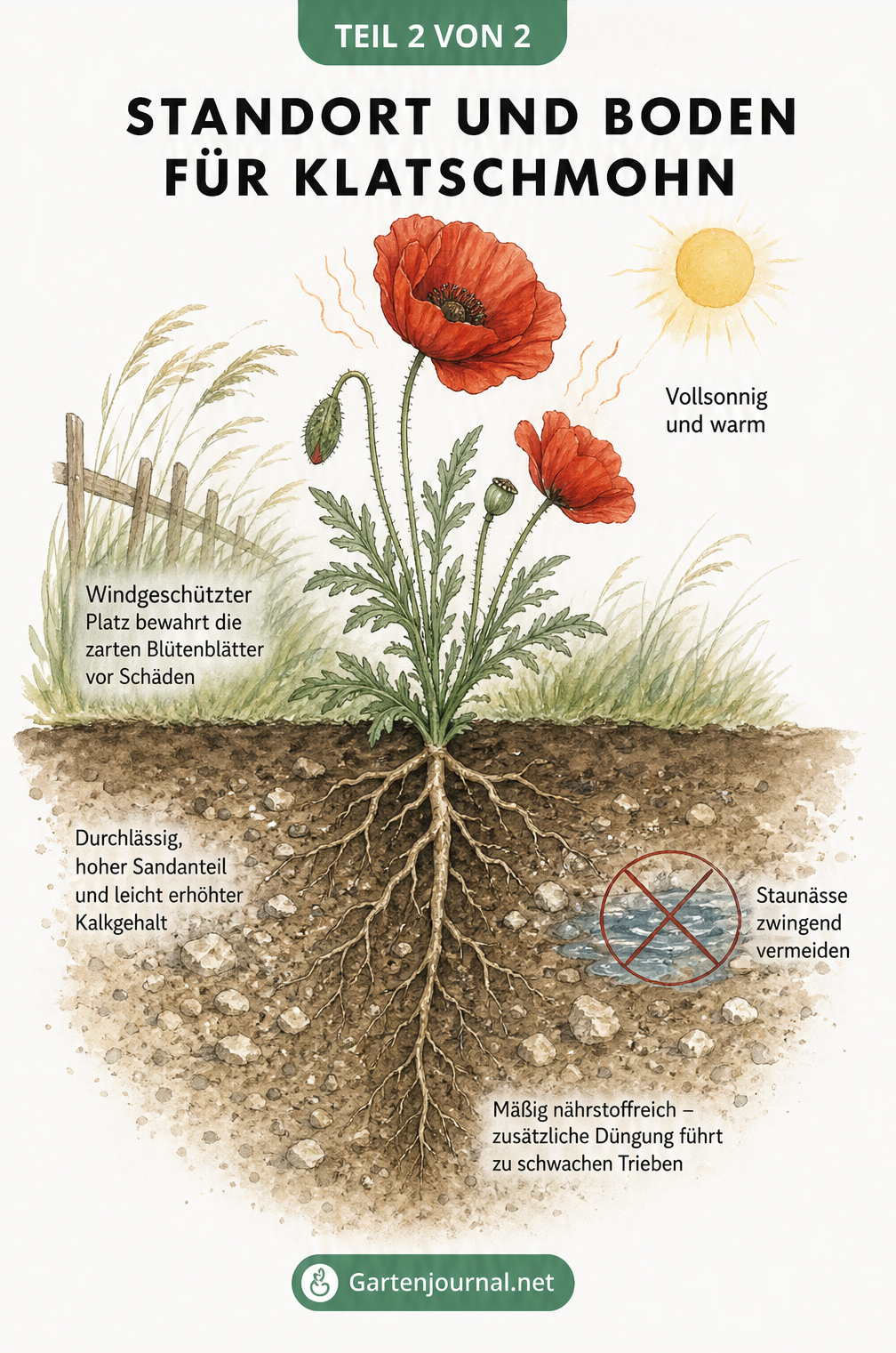Illustration einer Klatschmohnpflanze mit Bodenquerschnitt: Vollsonniger Standort, durchlässiger Boden mit Sand und Kalk, keine Staunässe.