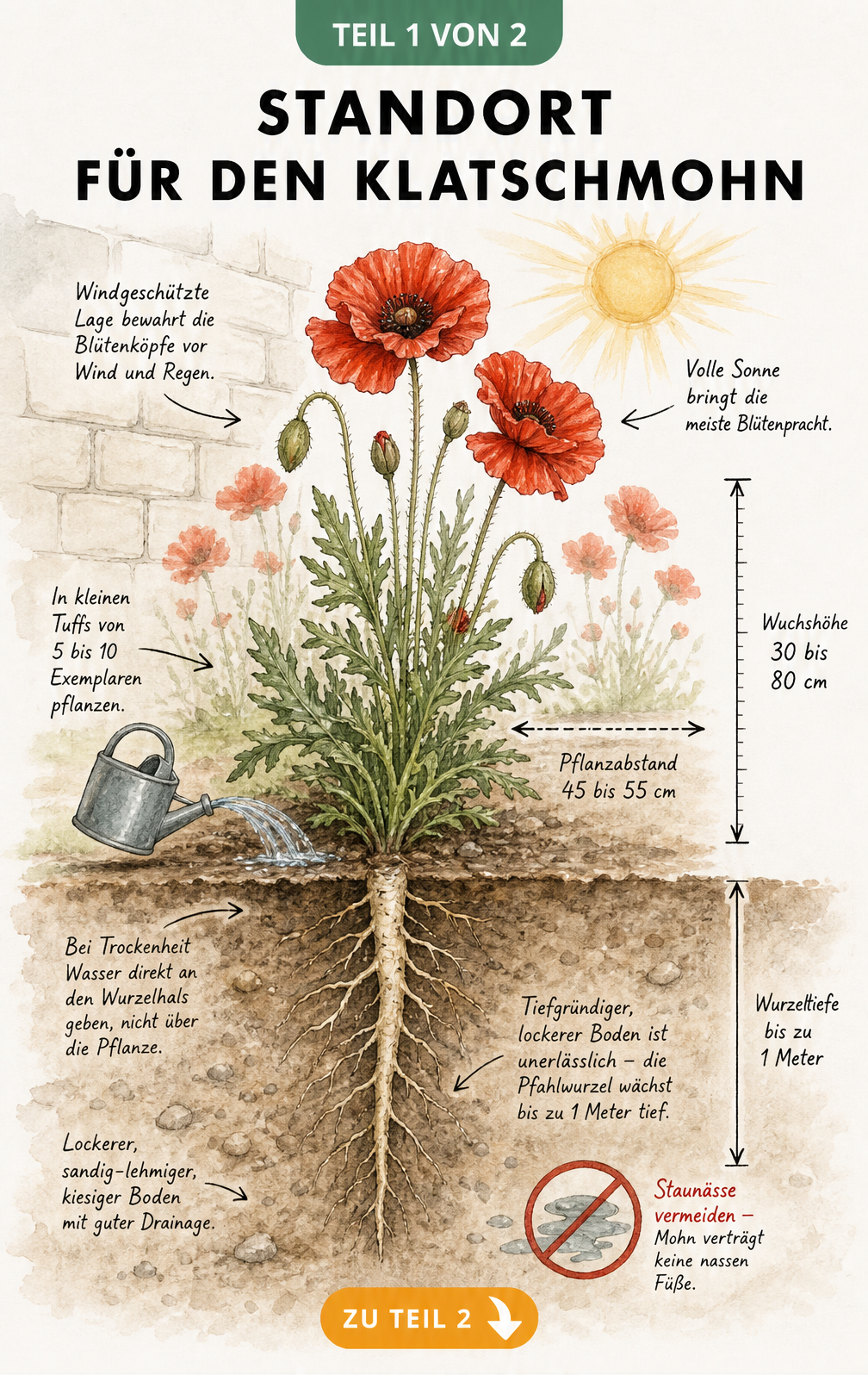 Querschnitt eines Gartenbeets mit Klatschmohn, der den Lichtbedarf, Pflanzabstand und die tiefe Pfahlwurzel zeigt
